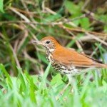 rp_Wood-Thrush-iStock_000015260734Small-300x218.jpg