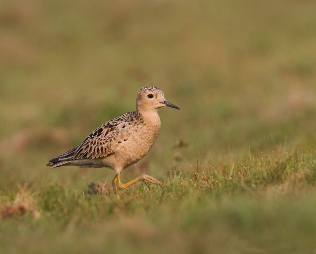 Image of Buff-breasted Sandpiper