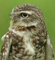 Image of a burrowing owl