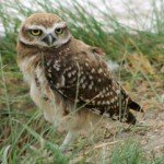 Image of a burrowing owl