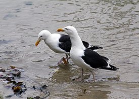 Great Black-backed Gull by NottsExMiner (CC BY-SA 2.0)