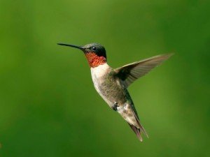 Ruby throat Hummingbird shutterstock_1953533