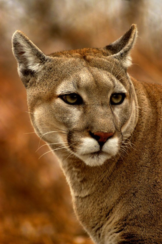 Why is the puma endangered?