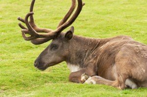 Image of a woodland caribou