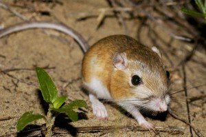 Ords Kangeroo Rat
