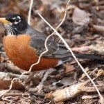 American Robin by Lt. Shears