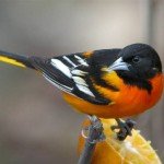 Baltimore Oriole by Phil Myers
