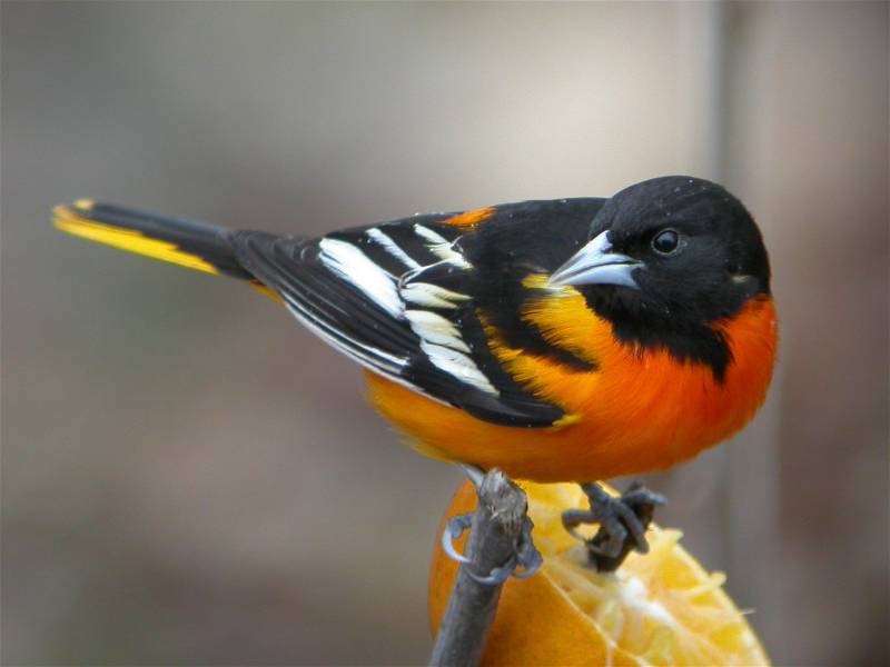 Nature Canada \u2013 You were banded!