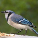 Blue Jay