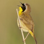 Common Yellowthroat Singing