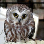 Northern Saw-whet Owl by Bob Bodge