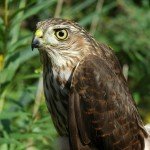 Sharp-shinned Hawk by Tanya Dewey