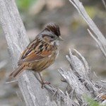 Swamp Sparrow by Matt Muir