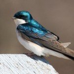 Tree Swallow by Mctheriot