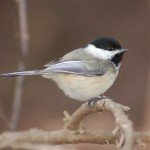chickadee by Jeff Whitlock