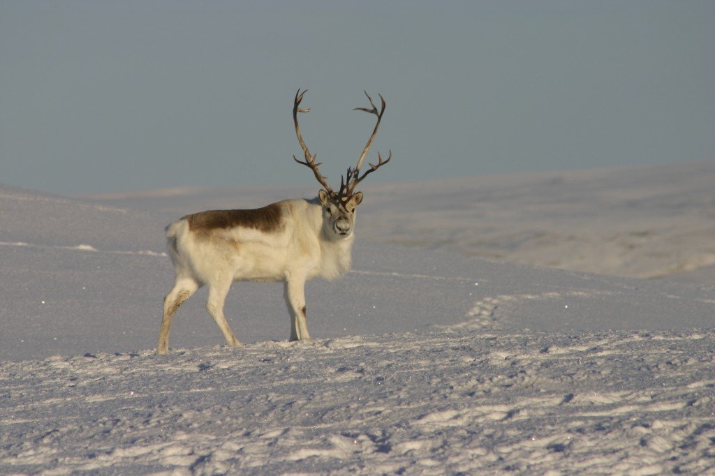 Image of peary caribou