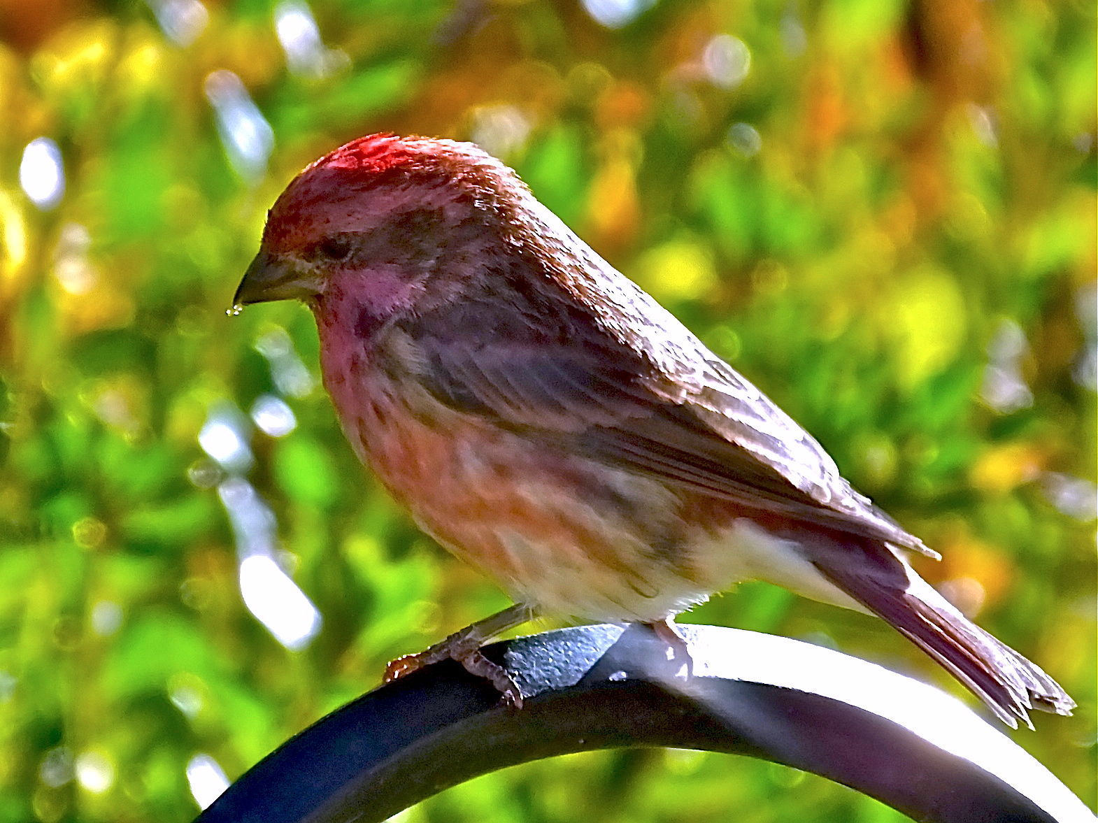 Nature Canada – Bird Tweet of the Week: Purple Finch