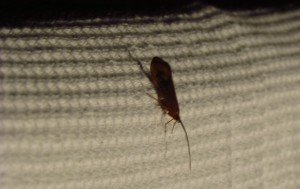 image of an insect attracted to a light shining on a white sheet.