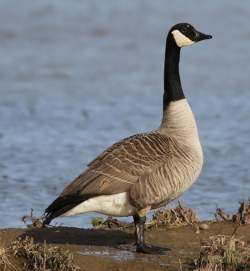 Nature Canada – Bird Tweet of the Week Canada Goose