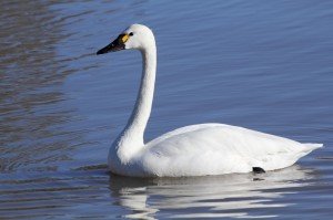 photo tundra swan