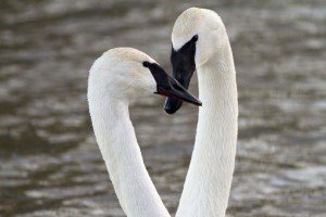 photo trumpeter swan