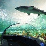 Ripleys Aquarium of Canada