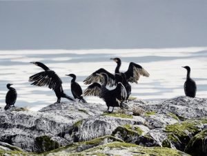 Image of Coast Guard by Elisabeth Sommerville
