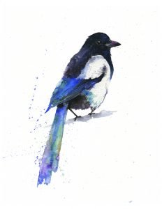 Image of a Magpie