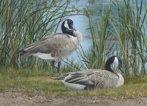 Image of Canada Geese by Anegla Lorenzen