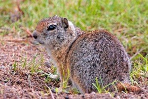 Image of a Richardson's Ground Squirrel