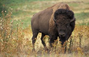 Image of an American Bison