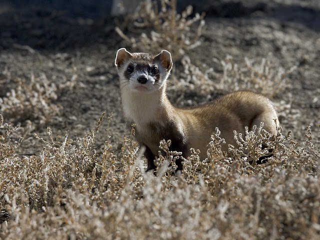 Image of a Black-footed Ferret
