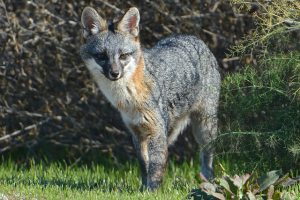 Image of a Gray Fox