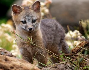 Image of a Gray Fox Kit