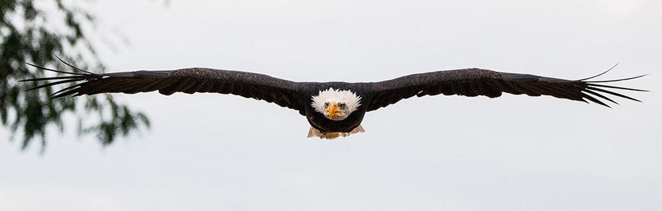 Nature Canada Power And Strength The Bald Eagle