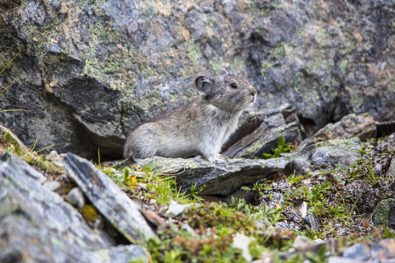 Collared Pika