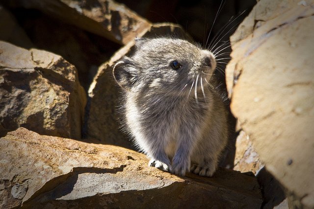 Image of a Collared Pika