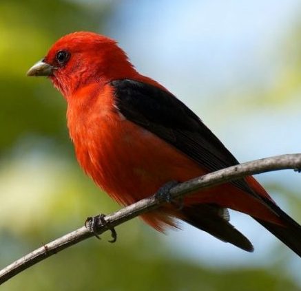 Image of a Scarlet Tanager
