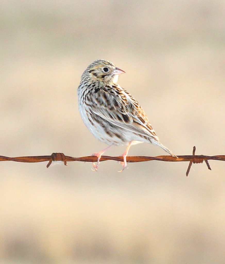 Image of a Baird’s Sparrow