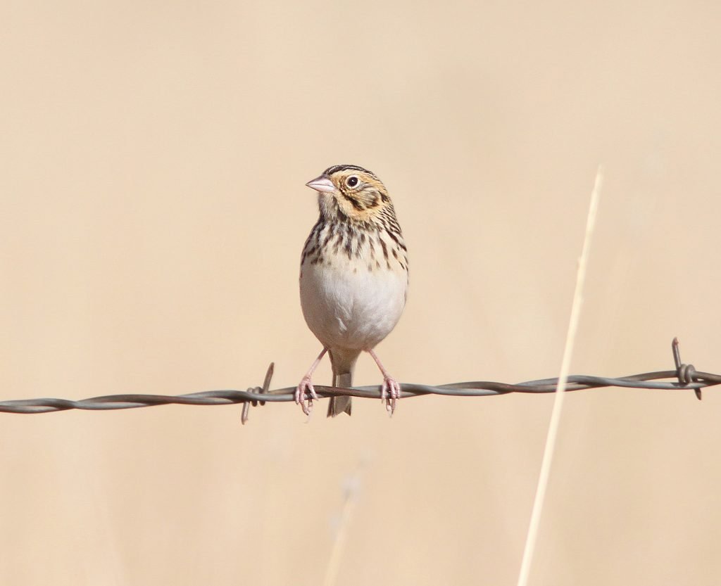 Image of a Baird’s Sparrow
