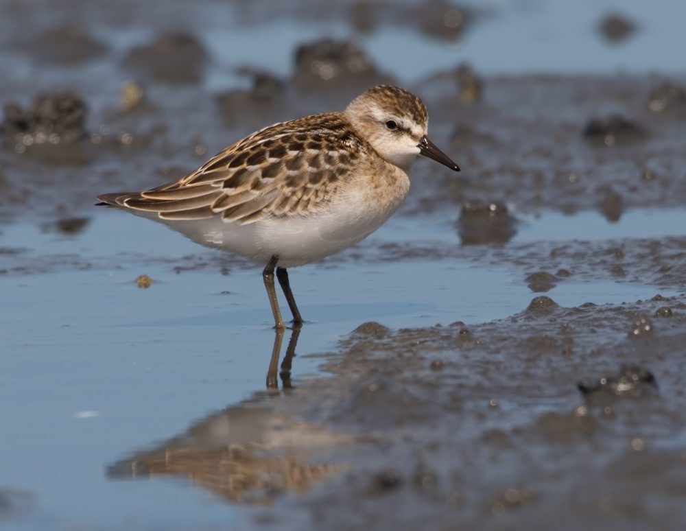 Image of a Semipalmated Sandpiper