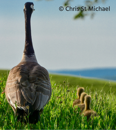 Image of canadian geese
