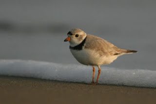 Image of a piping plover