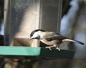 Image of a bird at a bird feeder
