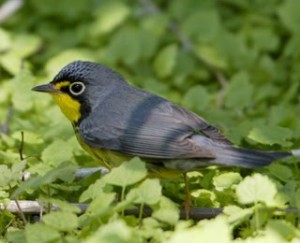 Image of a Canada warbler