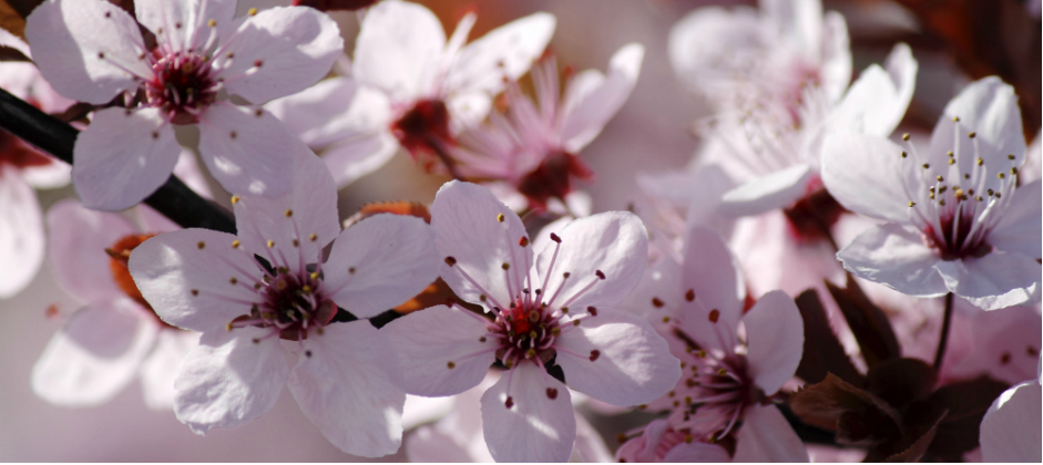 Image of blossoms