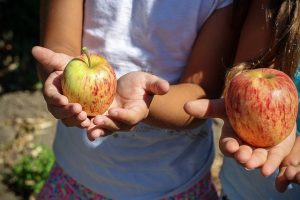 Image of apples and hands