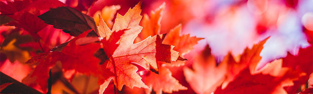 Image of red maple leaves