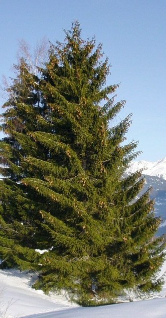 Image of a Spruce Tree