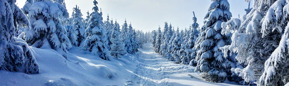 Image of a winter trail